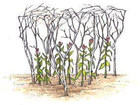 How to Stake Plants: Tips and Guidelines .